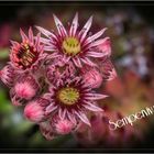 Sempervivum