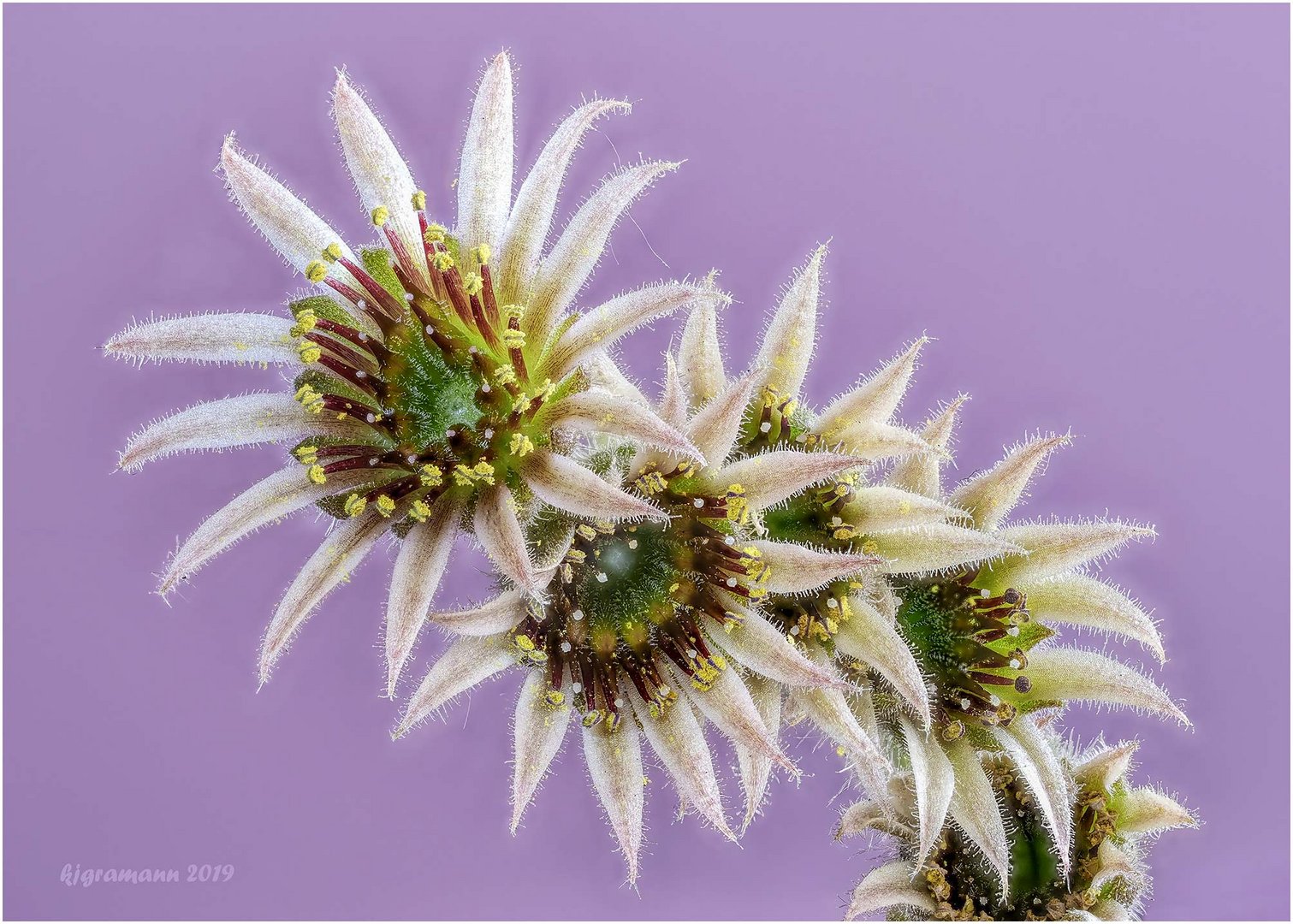 sempervivum..... Foto & Bild spezial, dokumentation, natur Bilder auf