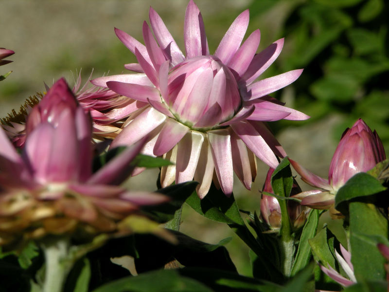 Sempervivum