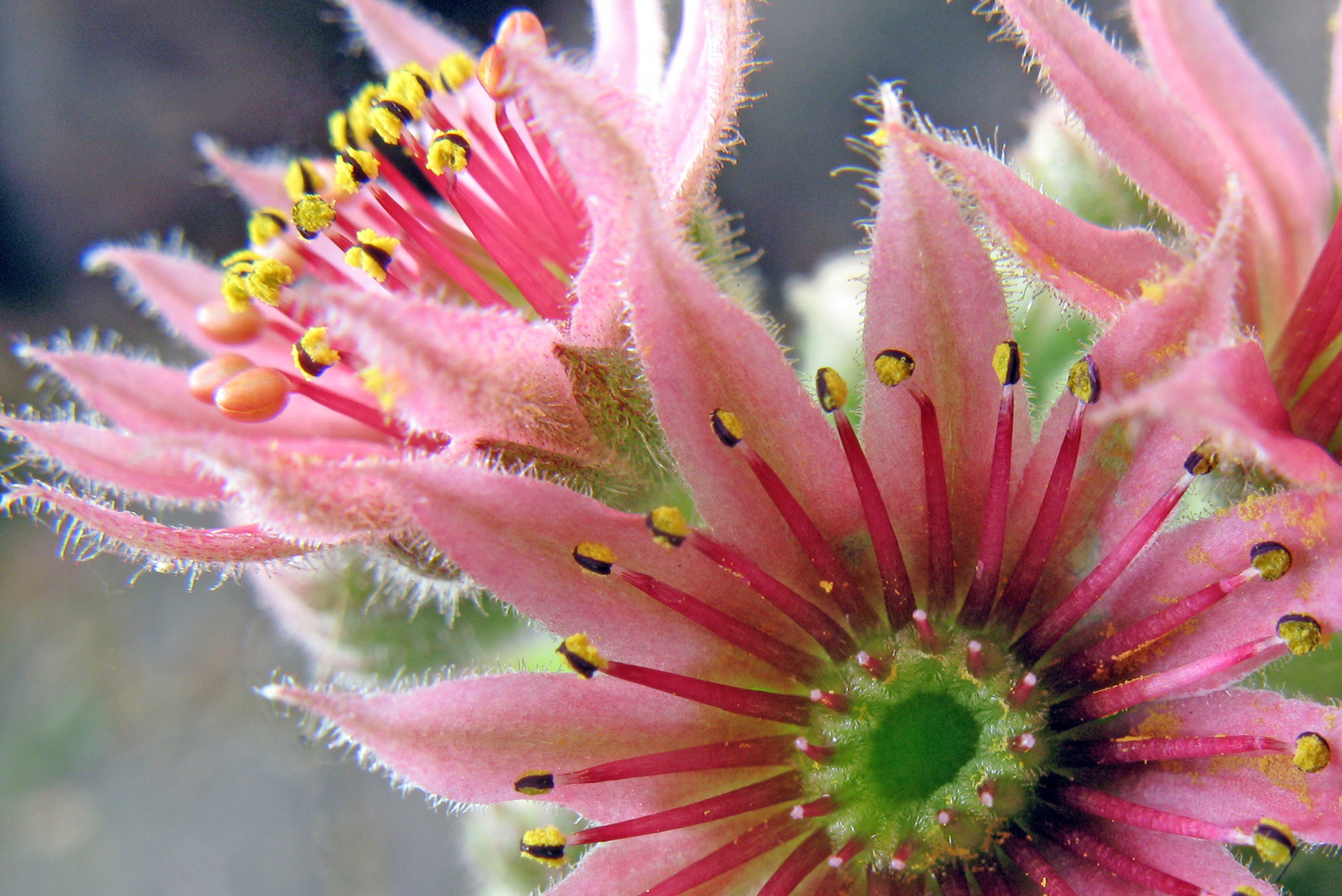 Sempervivum