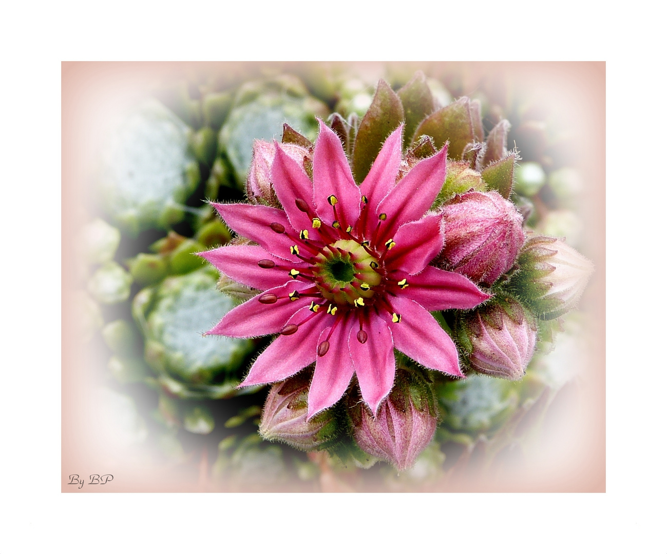 Sempervivum