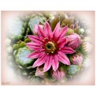 Sempervivum