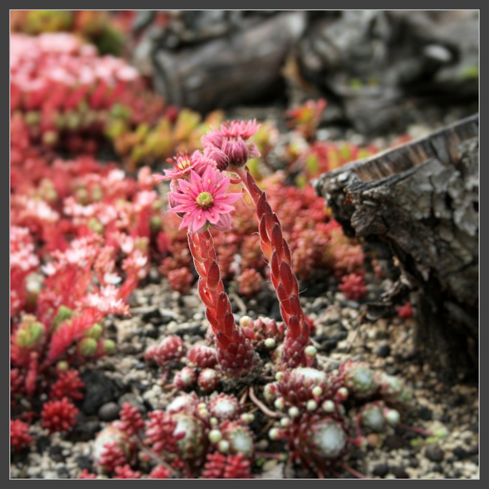 Sempervivum