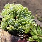 Sempervivum