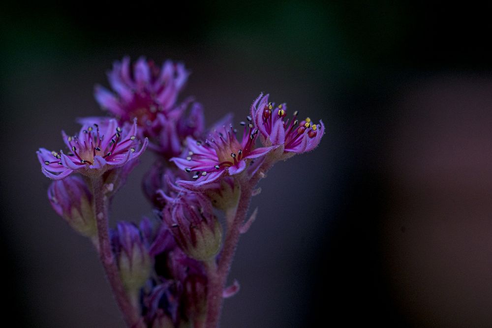 Sempervivum