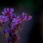 Sempervivum