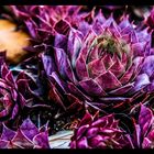 ..:: sempervivum ::..