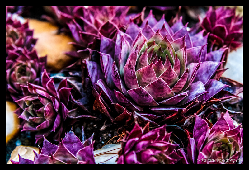 ..:: sempervivum ::..