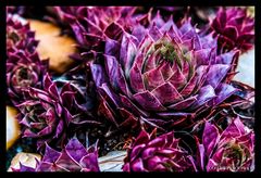 ..:: sempervivum ::..