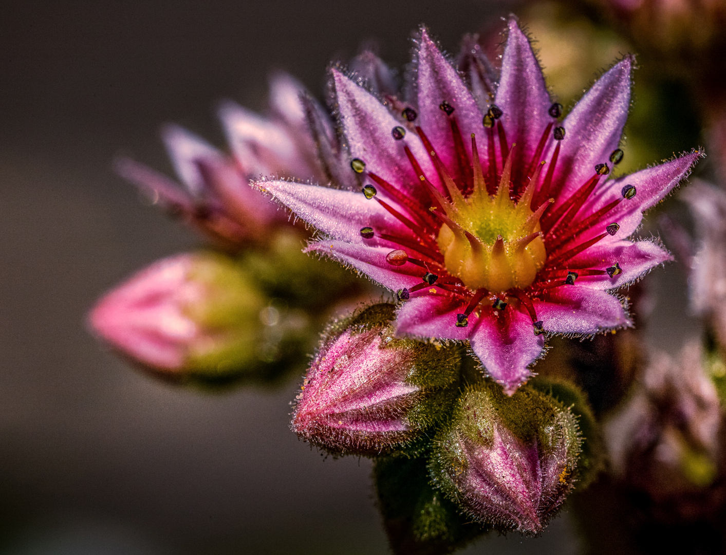 Sempervivum