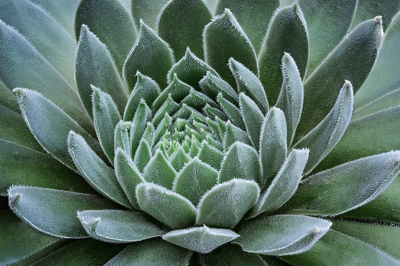 Sempervivum