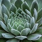 Sempervivum