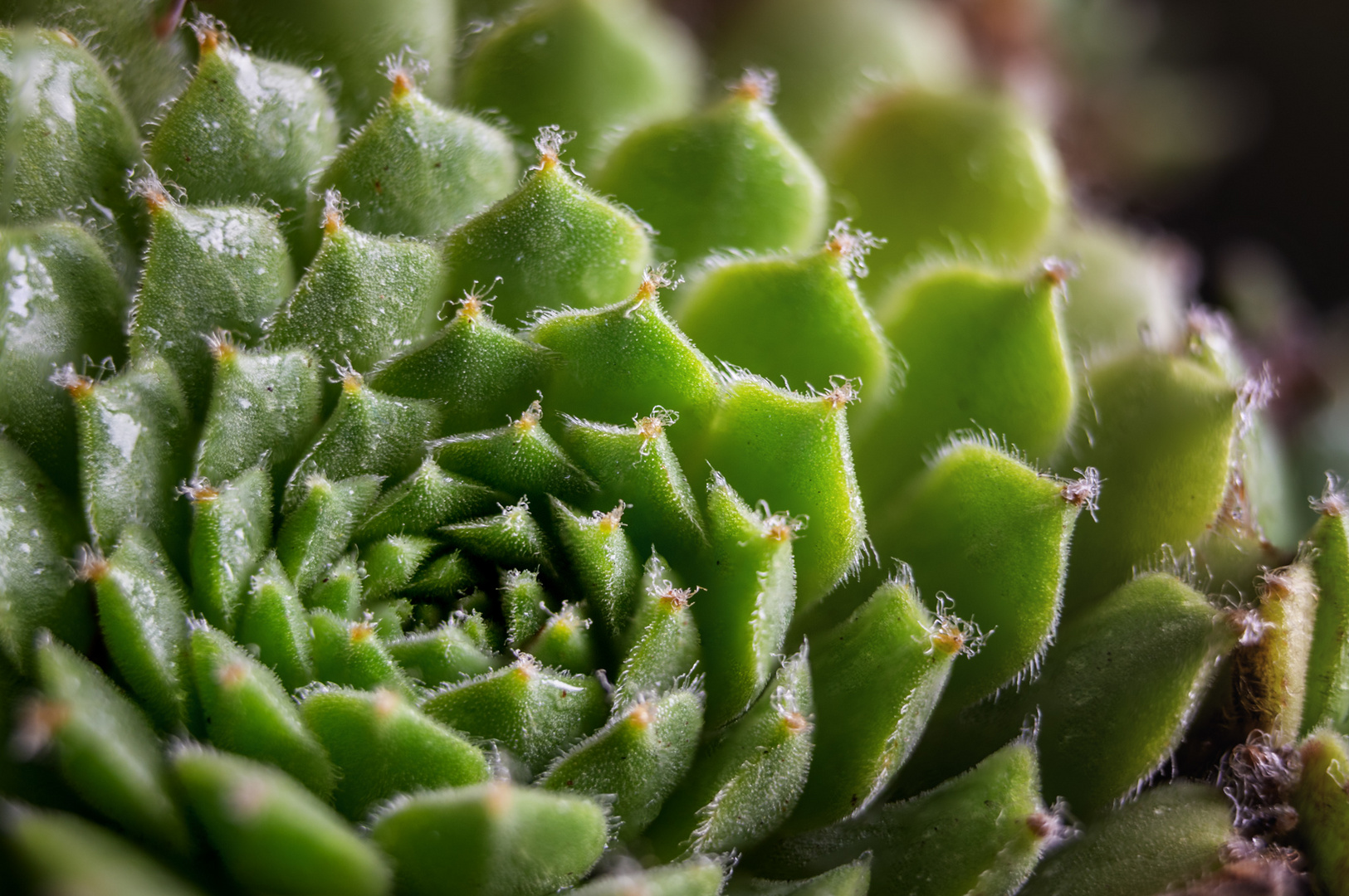 Sempervivum