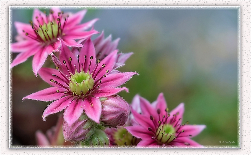 ~ Sempervivum ~