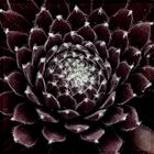 Sempervivum