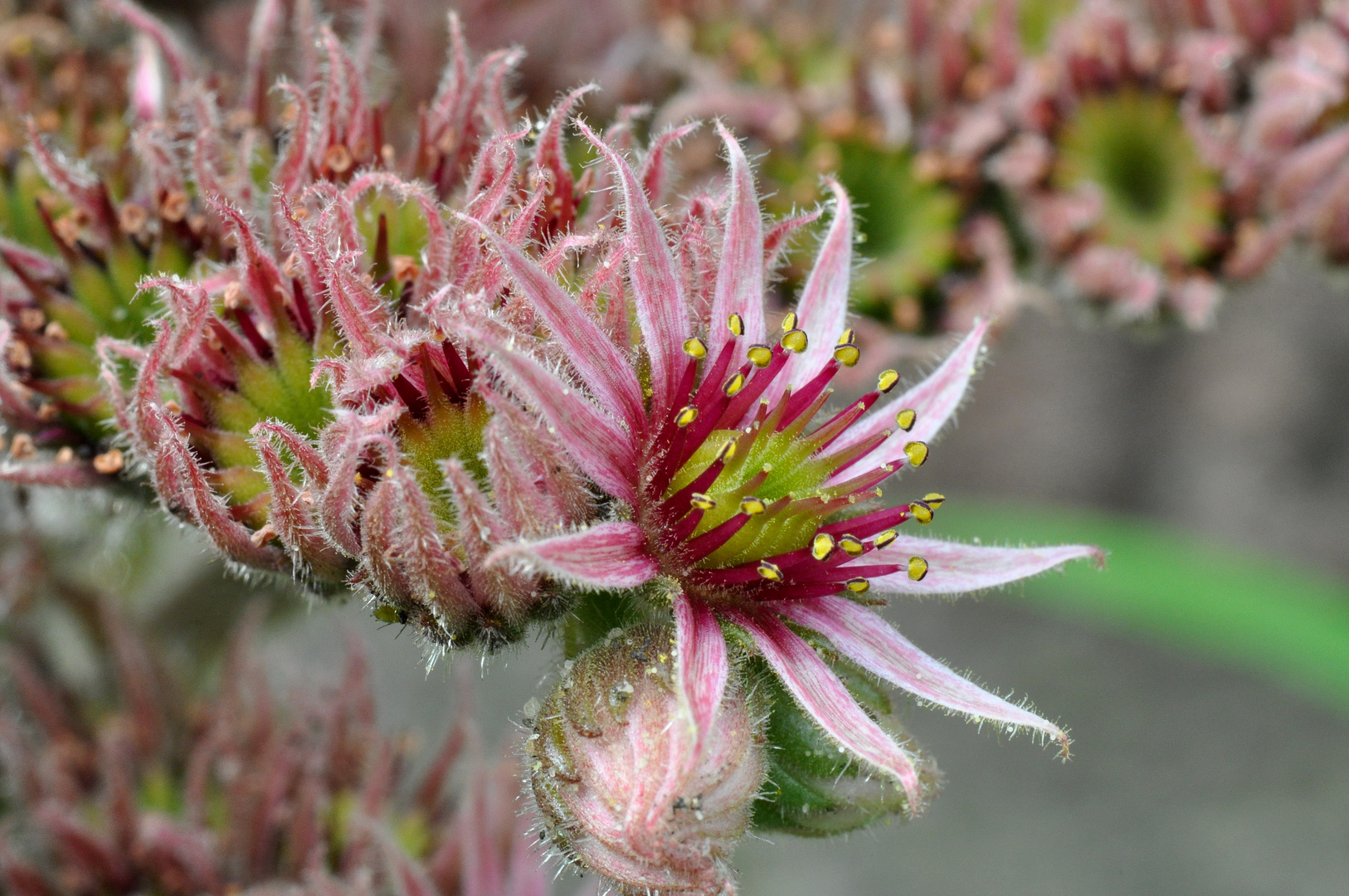 Sempervivum