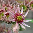 Sempervivum