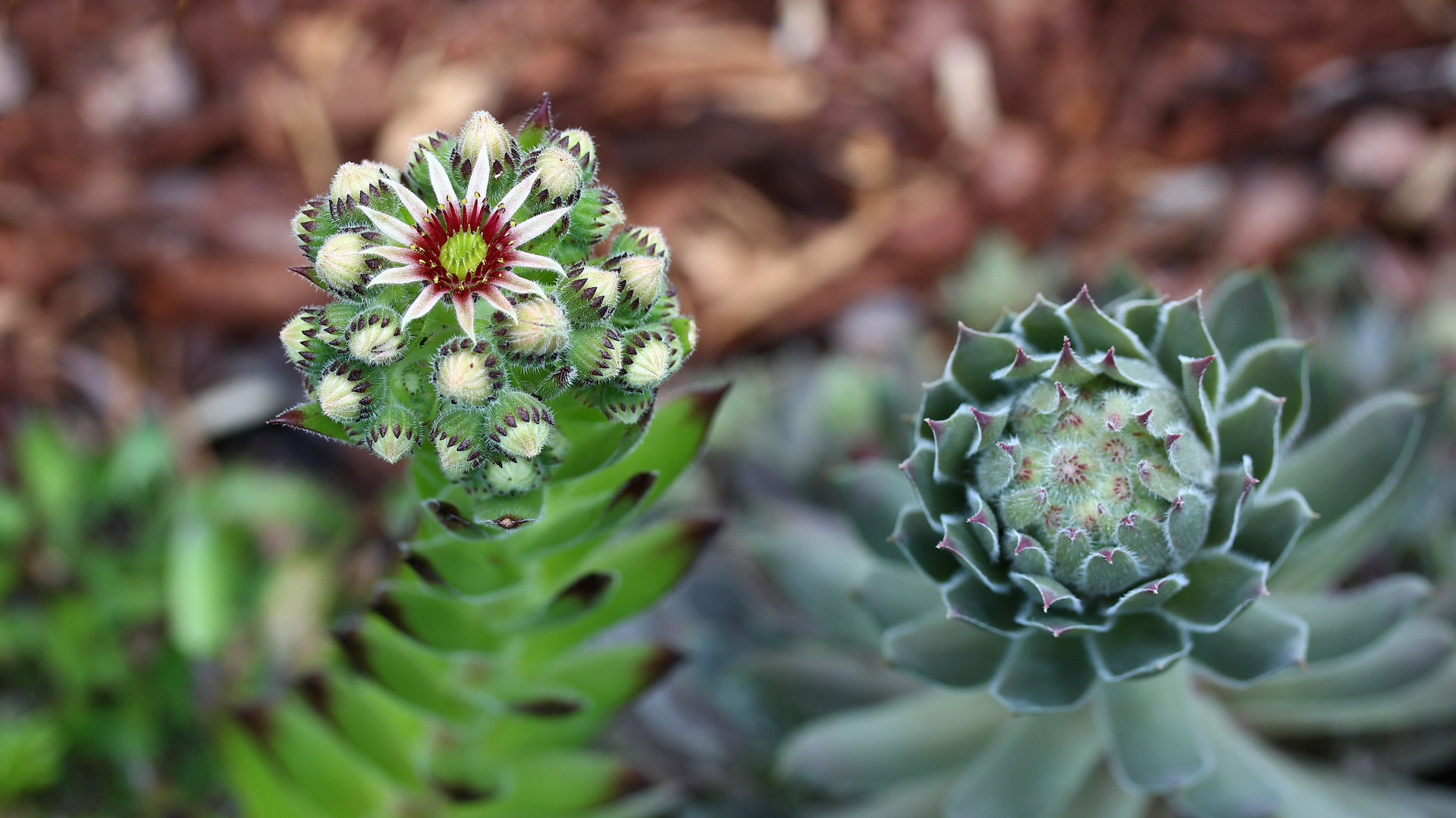 Sempervivum