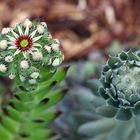 Sempervivum