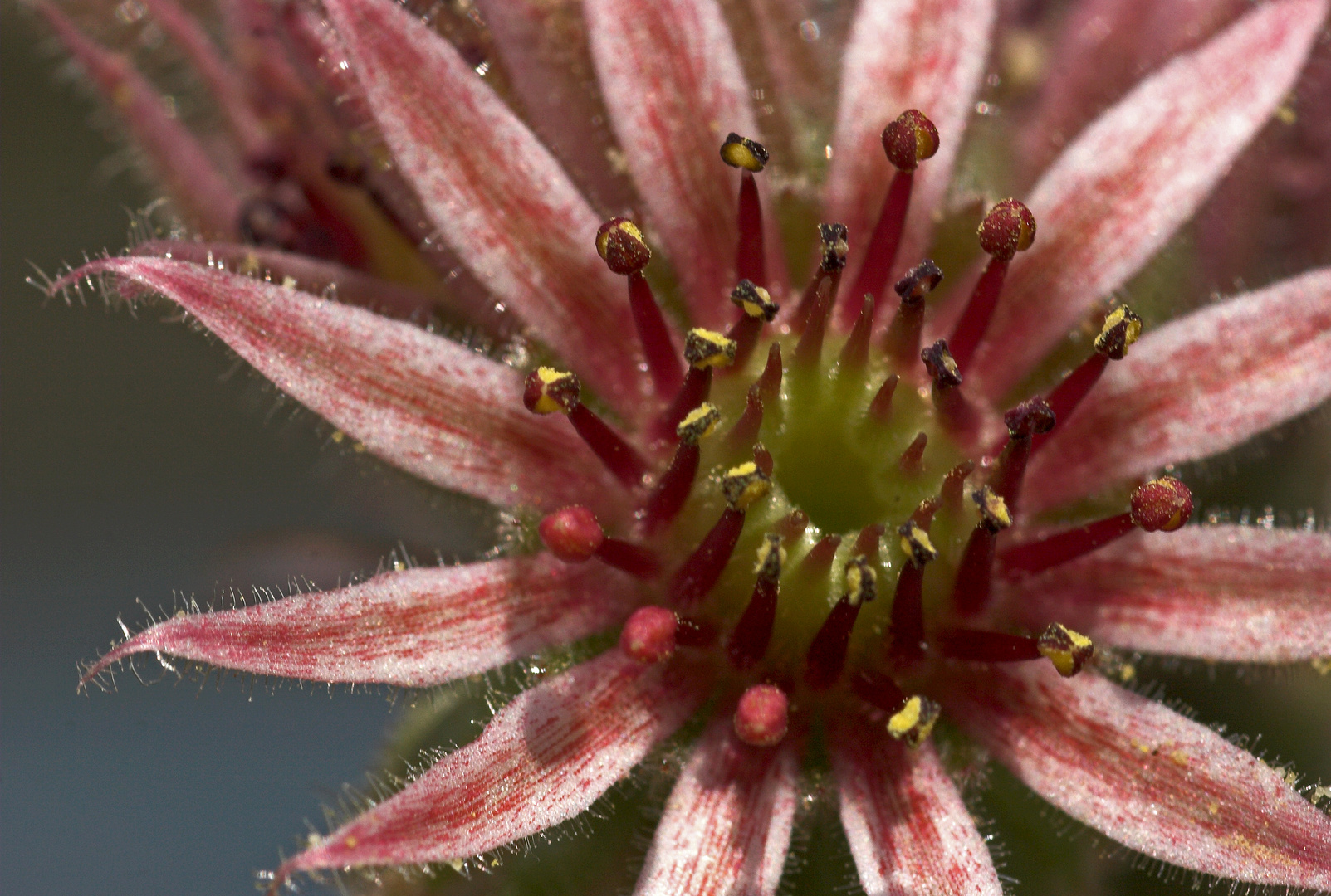 Sempervivum