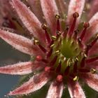 Sempervivum