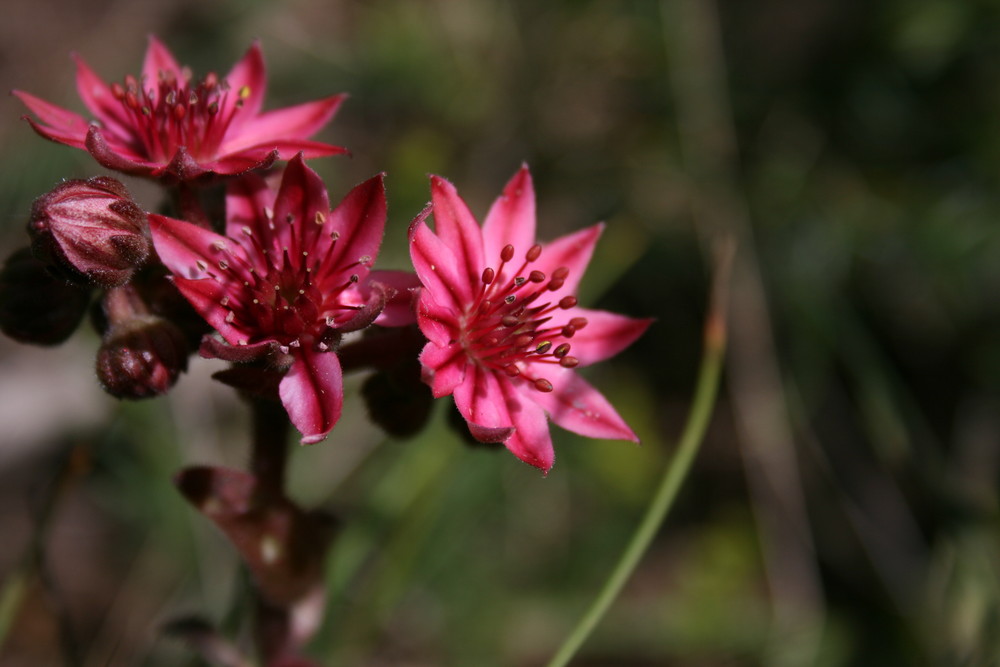 sempervivum