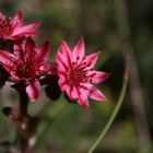 sempervivum