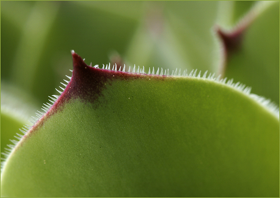 Sempervivum