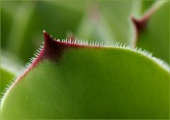 Sempervivum