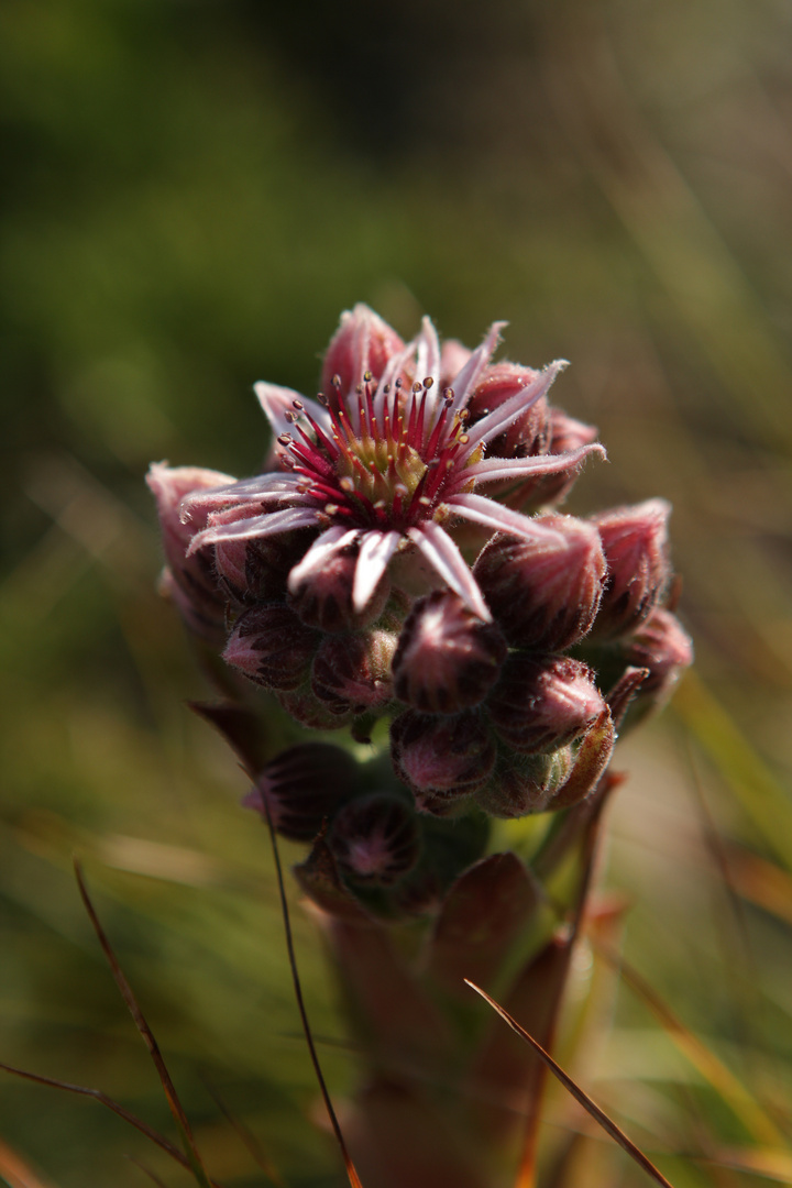 sempervivum alpinum