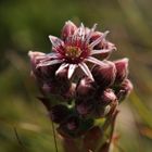 sempervivum alpinum