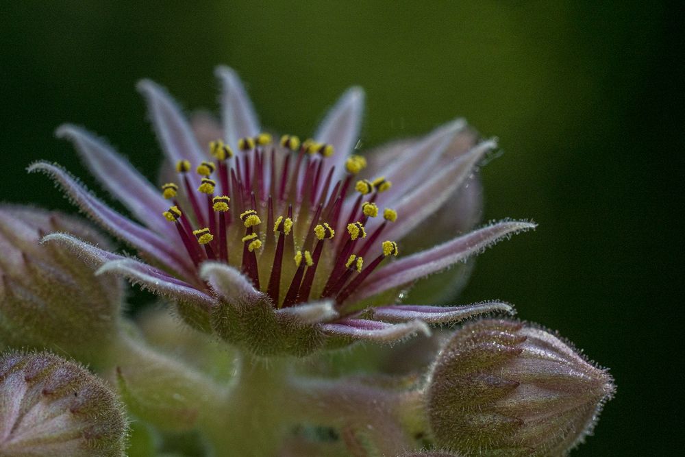 Sempervivum als Krone