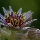 Sempervivum als Krone