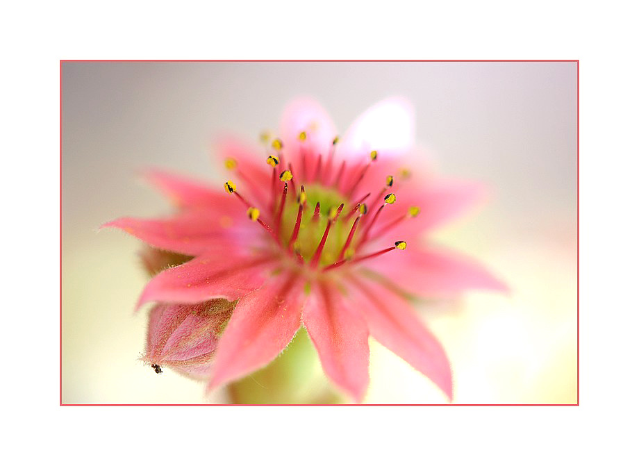 Sempervivum arachnoideum.