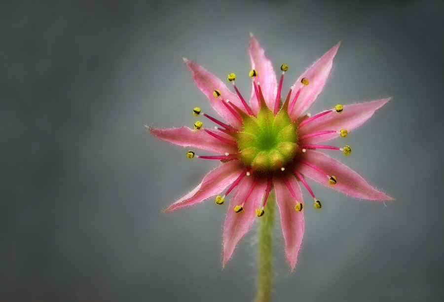 Sempervivum Arachnoideum