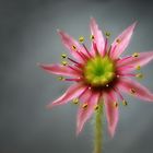 Sempervivum Arachnoideum