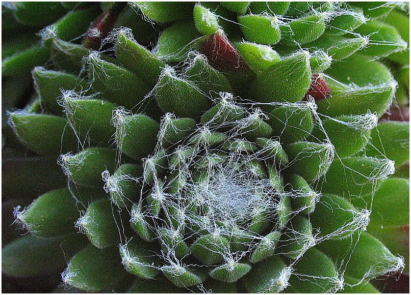 Sempervivum arachnoideum - Spinnweb-Hauswurz