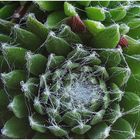 Sempervivum arachnoideum - Spinnweb-Hauswurz