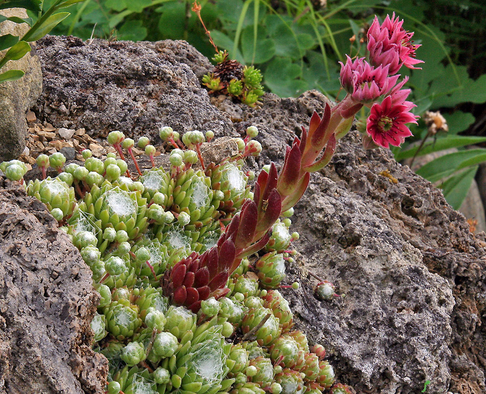 Sempervivum arachnoideum - Spinnwebhauswurz im Alpinum in voller Blüte