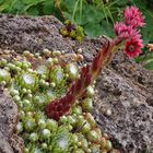 Sempervivum arachnoideum - Spinnwebhauswurz im Alpinum in voller Blüte