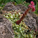 Sempervivum arachnoideum - Spinnwebhauswurz im Tuff im Alpinum