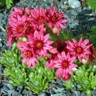 Sempervivum arachnoideum - Spinnwebige Hauswurz in voller Blüte