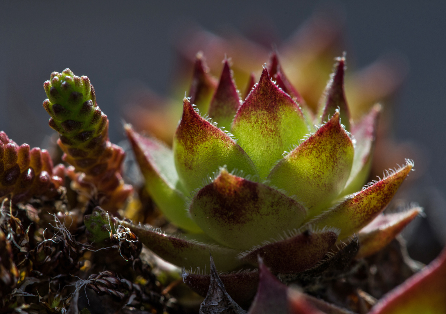 Sempervivum