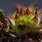 Sempervivum