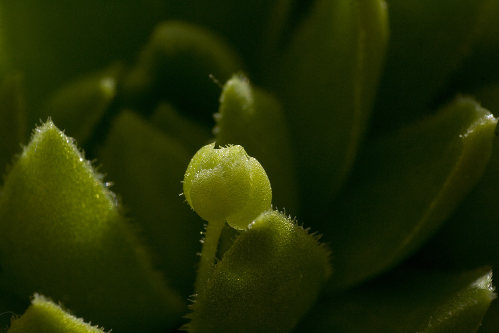 Sempervivum