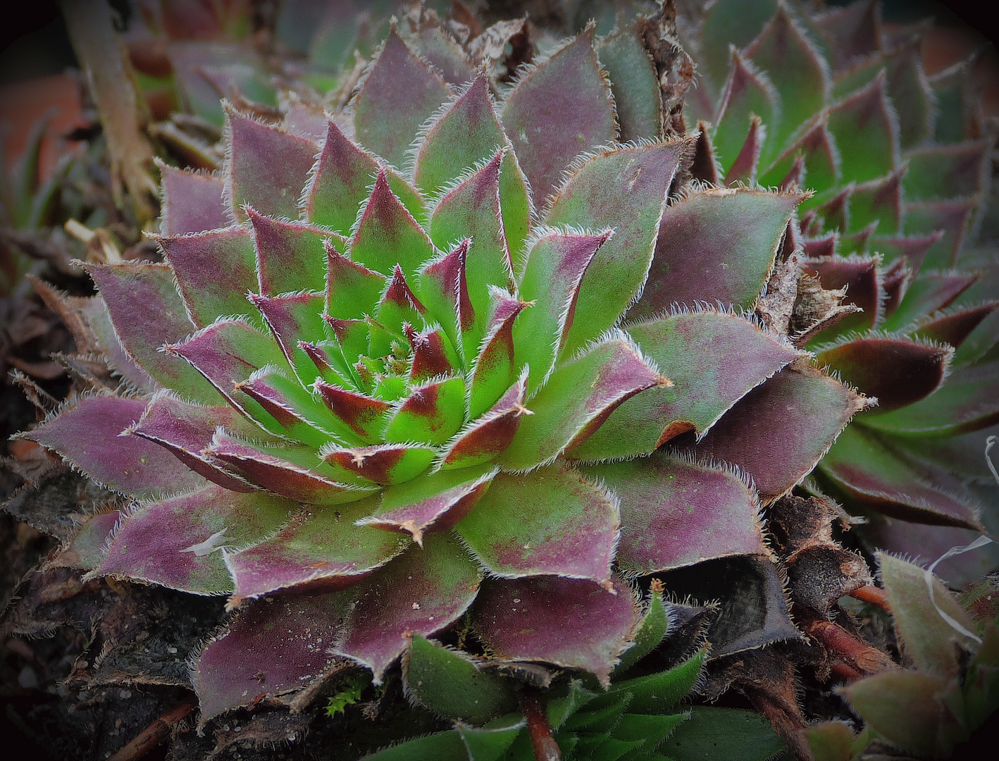 Sempervivum