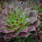 Sempervivum