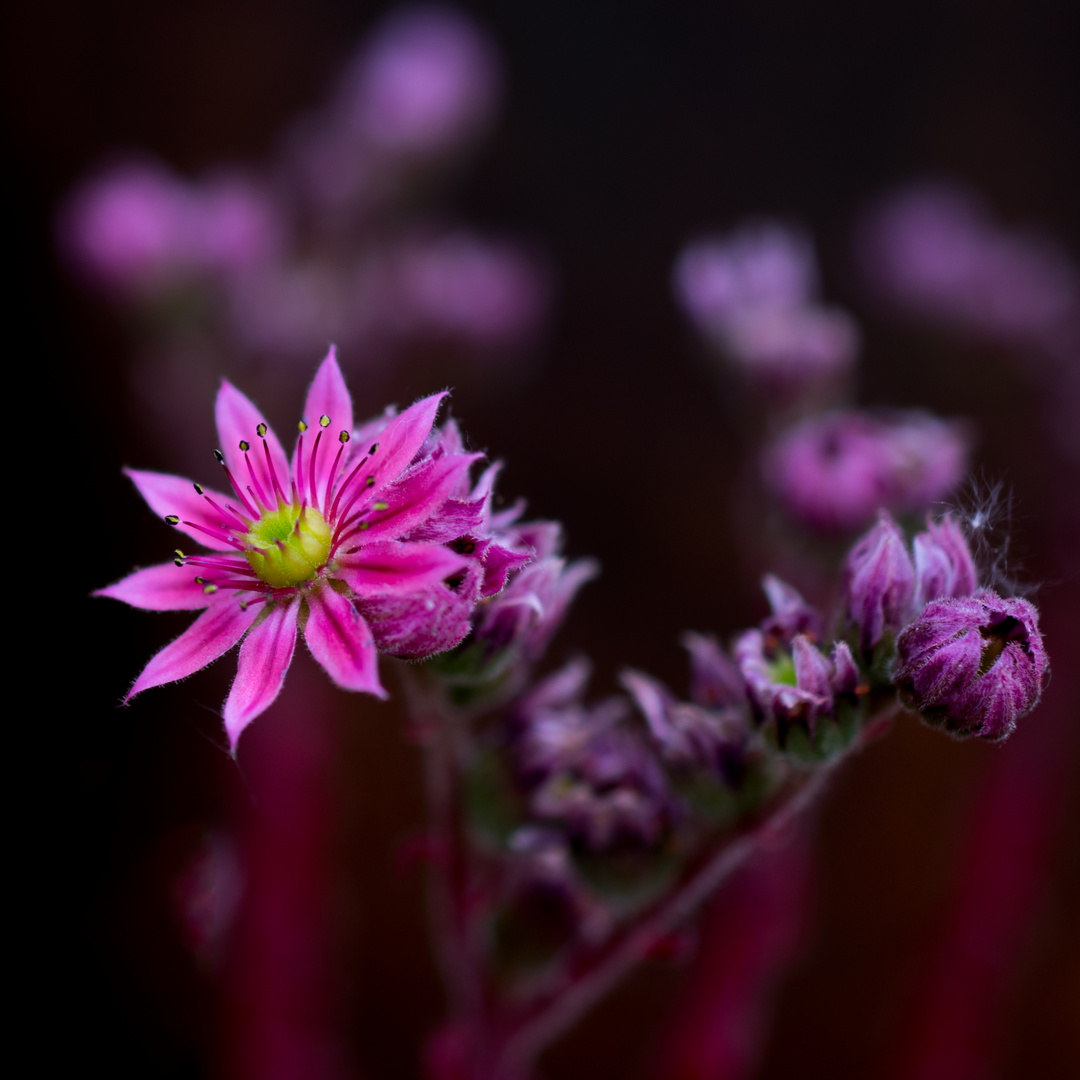 Sempervivum