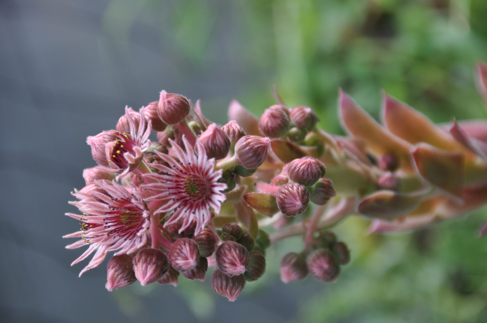 Sempervivum Blütenknospe