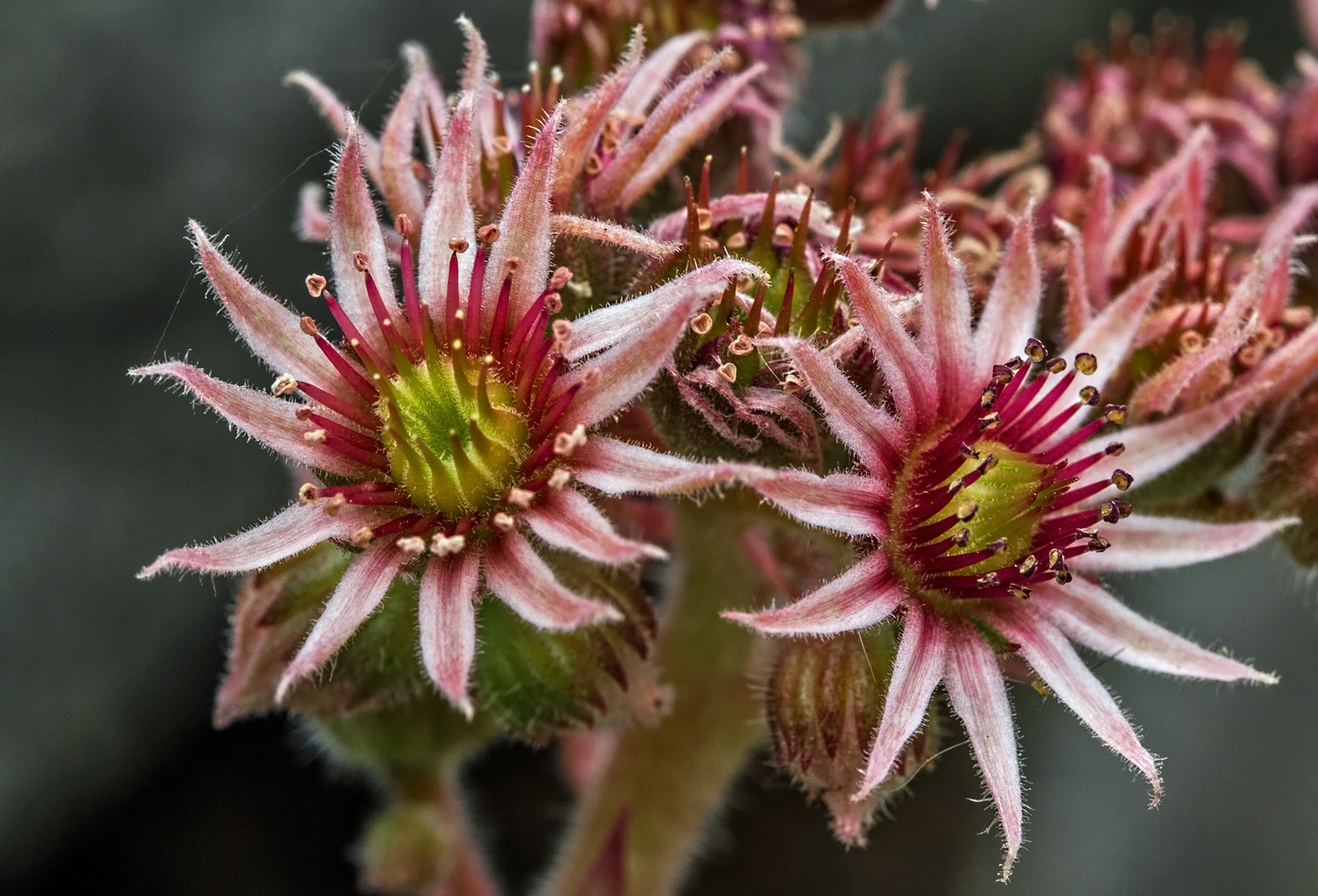 Sempervivum